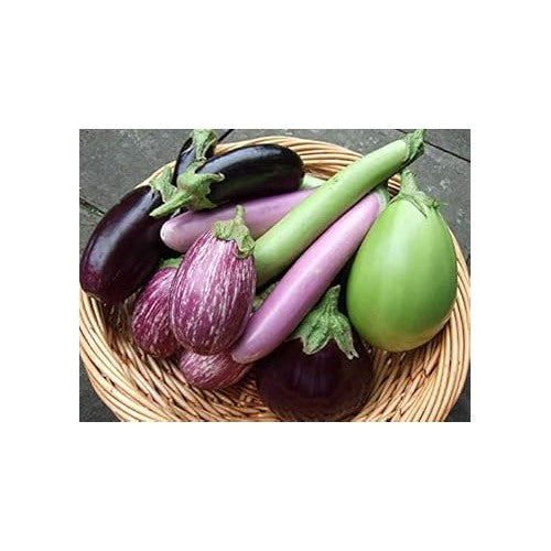 Mixed Colour Eggplant Seeds for Planting [neera-v5-032e9bb947732c1c2901]