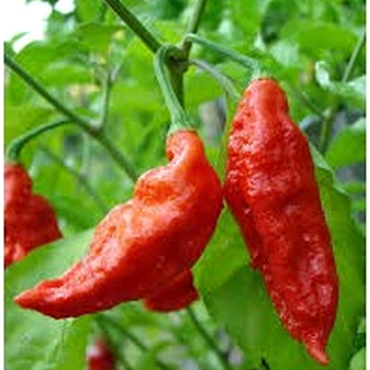 Bhut Jolokia Vegetable Seeds for Planting | Heirloom &amp; Non-GMO Organic Garden Seeds | High Germination [neera-v5-0334372ad68ae093190c]