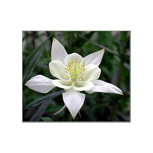 Heirloom Non-GMO White Columbine Flower Seeds for Planting [neera-v5-0339ac947c612014bbf5]