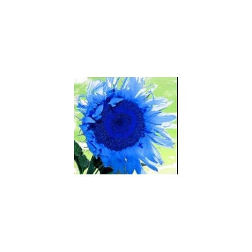 Ocean Blue Sunflower Flower Seeds [neera-v5-034a00f981765062a75d]