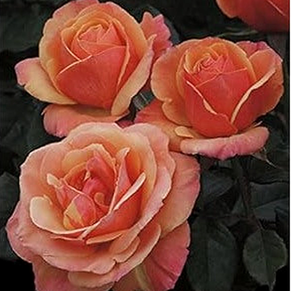 Orange Promise Rose Plant Seeds for Planting [neera-v5-034dda93655def453ccb]