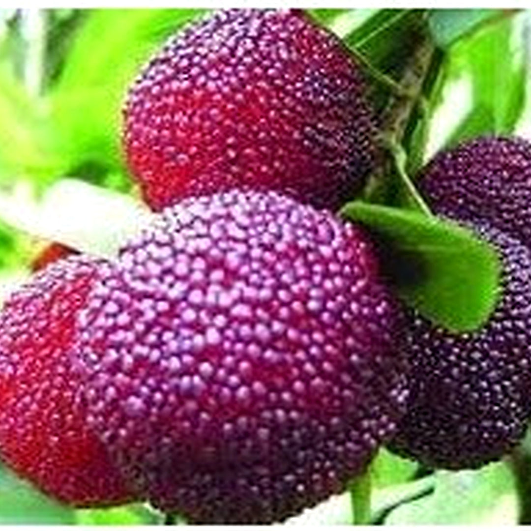 Purple Arbutus Bayberry Fruit Seeds for Planting [neera-v5-034e3eb630306c5dad41]