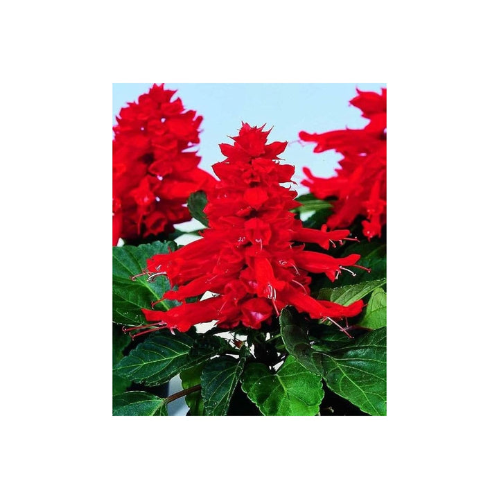 Heirloom Non Gmo Scarlet Sage Flower For Planting Bright Pollinator Friendly Garden Blooms Flower [neera-v5-03518521247ff94f5c31]