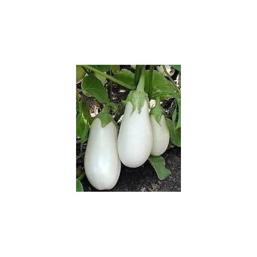 Eggplant Vegetable Seeds for Planting | Heirloom, Non-GMO, High Germination Organic Garden Seeds [neera-v5-0352973bd202eefb324d]