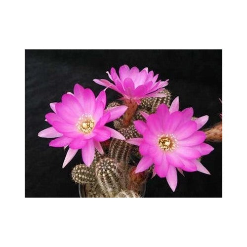 Chamaelobivia Peanut Cactus Shooting Star Cactus Planting Heirloom Non Gmo Fragrant Climbing [neera-v5-03543a97dd18f0543eb4]