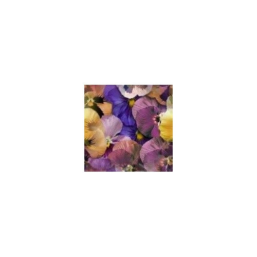 Heirloom Mixed Colors Pansy Flower Seeds for Planting [neera-v5-035d5df9fa9e595e7136]