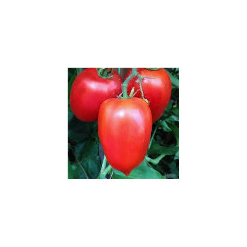 Amish Paste Tomato Seeds for Planting [neera-v5-035f9b6619f4d3b8a56c]