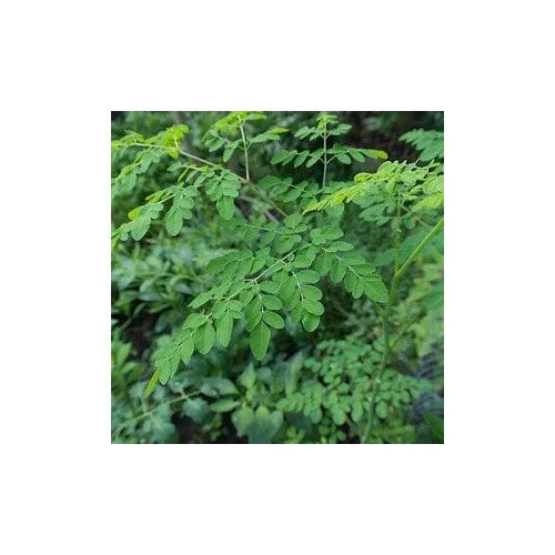 Drumstick (Moringa oleifera) Seeds for Planting [neera-v5-035fba63baf65d728417]