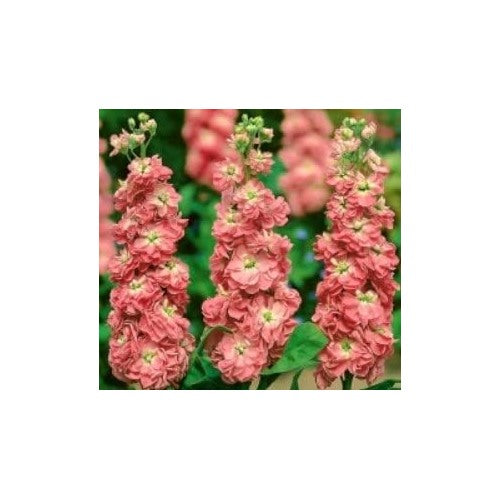 Peach Matthiola Incana Flower For Planting Heirloom Non Gmo Organic Blooms Flower Seeds for Home [neera-v5-03670fa57a52b83e5950]