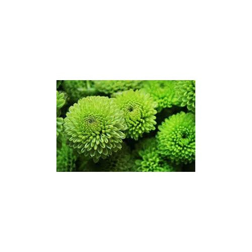 Organic Light Green Aster Flower Seeds for Planting [neera-v5-03695f2c889e8eb14fb5]