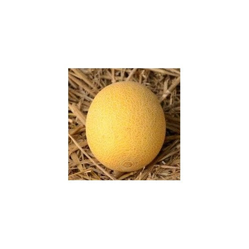 Yellow Galia Melon Seeds for Planting [neera-v5-036b4be95b63187cf722]