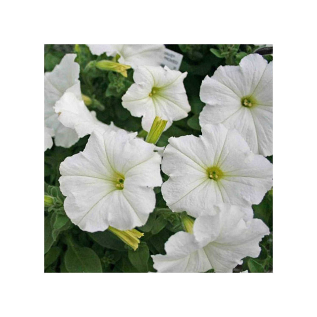 White Petunia Grandiflora For Planting Heirloom Non Gmo Flower For Beautiful Blooms Flower Seeds [neera-v5-036b6456594968a4ffa7]