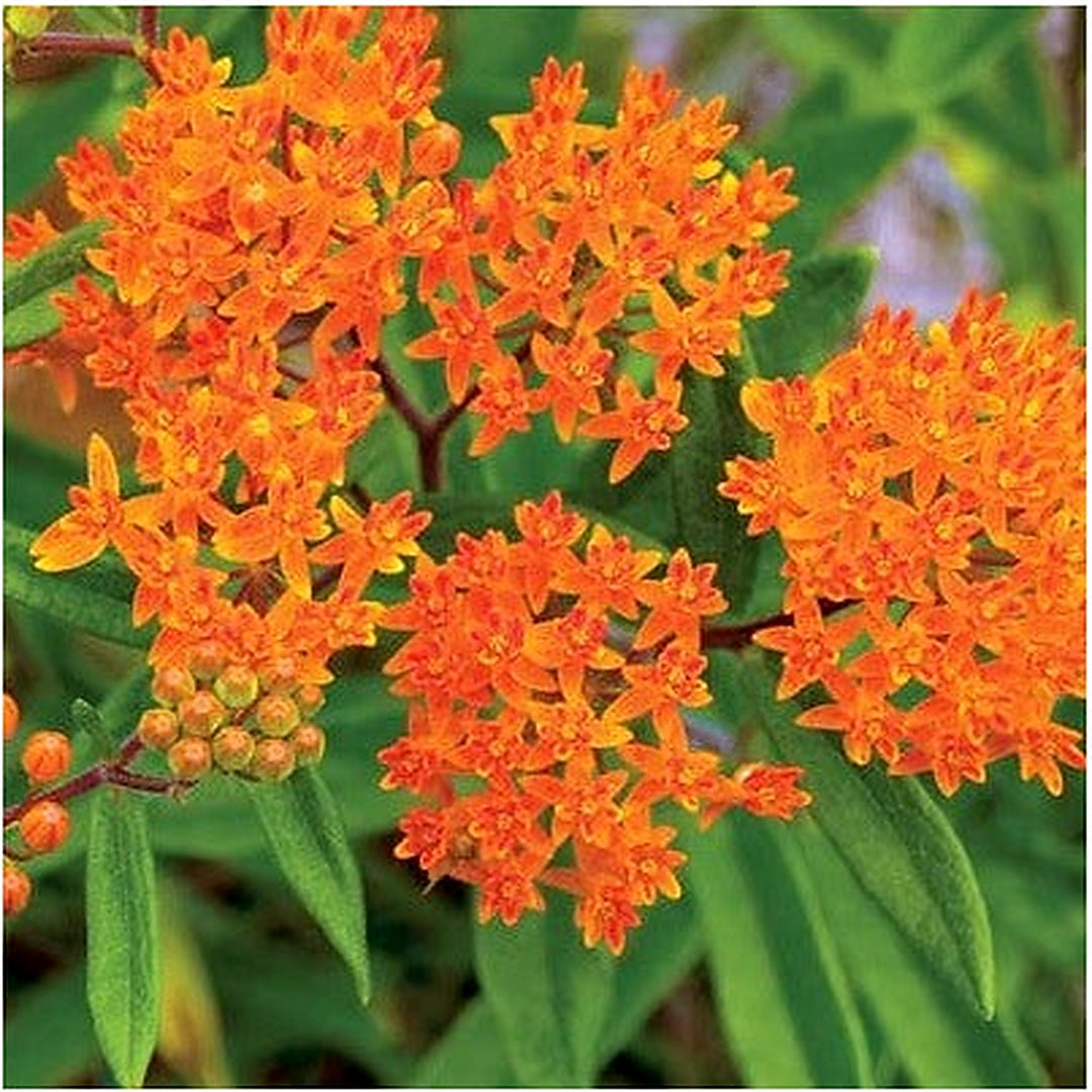 Orange Butterfly Weed Planting Milkweed Pleurisy Root Pollinators Heirloom Non Gmo Flower Seeds [neera-v5-03721657dfe0d7224ec7]