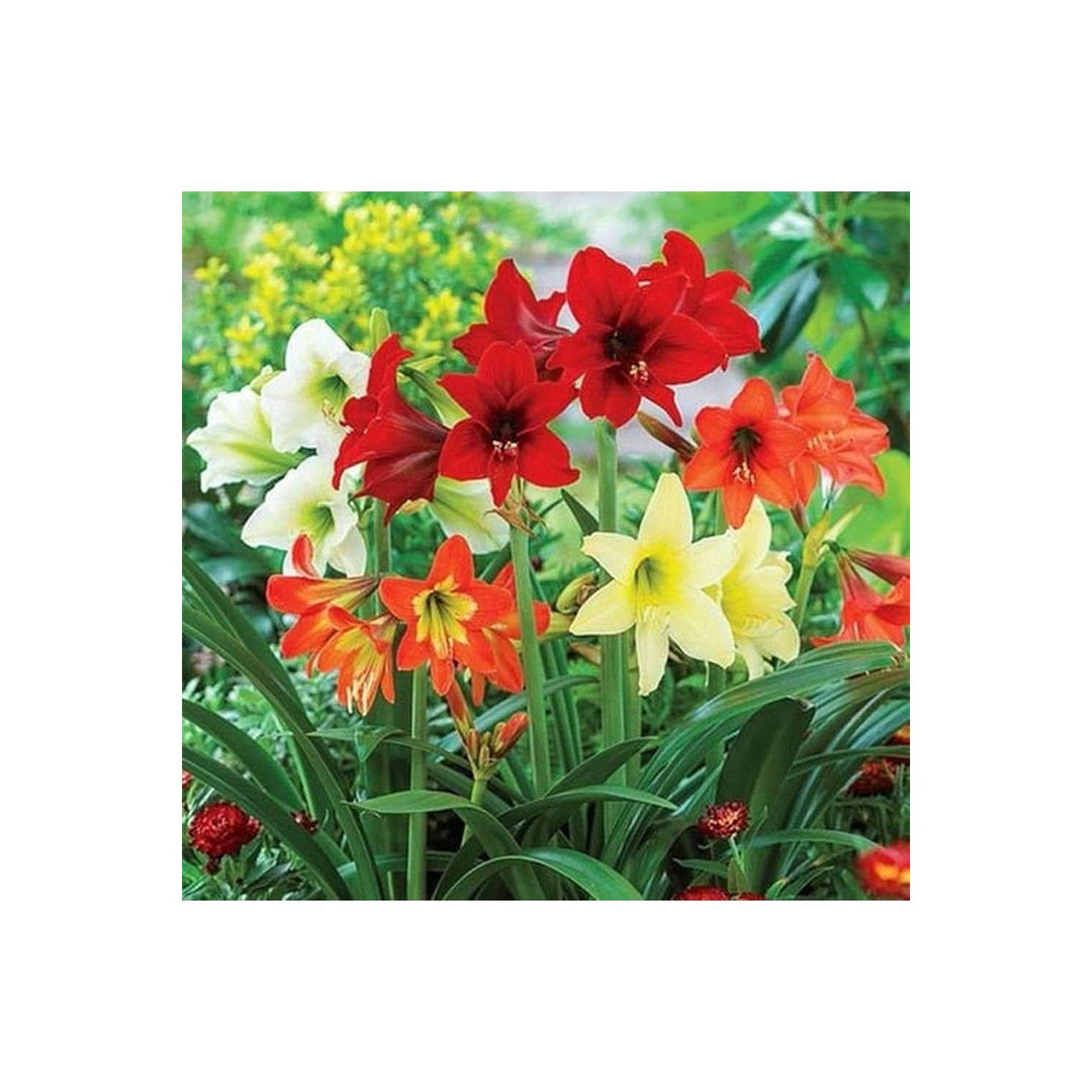Amaryllis Hippeastrum Spp Flower For Planting In Indoor Pots Vertical Gardens Flower Seeds for [neera-v5-038720897bc6f746e95d]