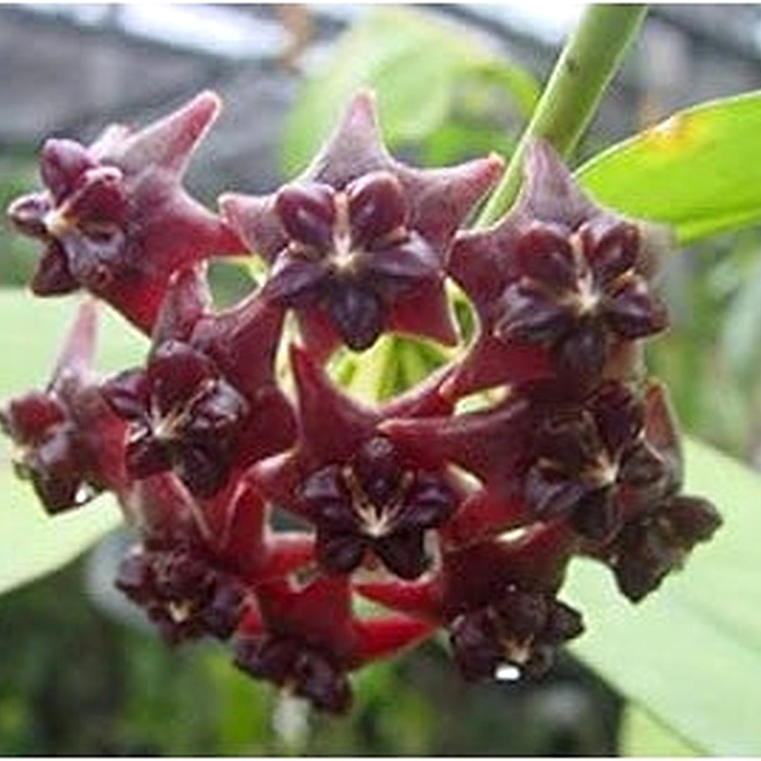 Organic Red Purple Hoya Carnosa Flower Seeds for Planting [neera-v5-0387aefa03df71062e54]