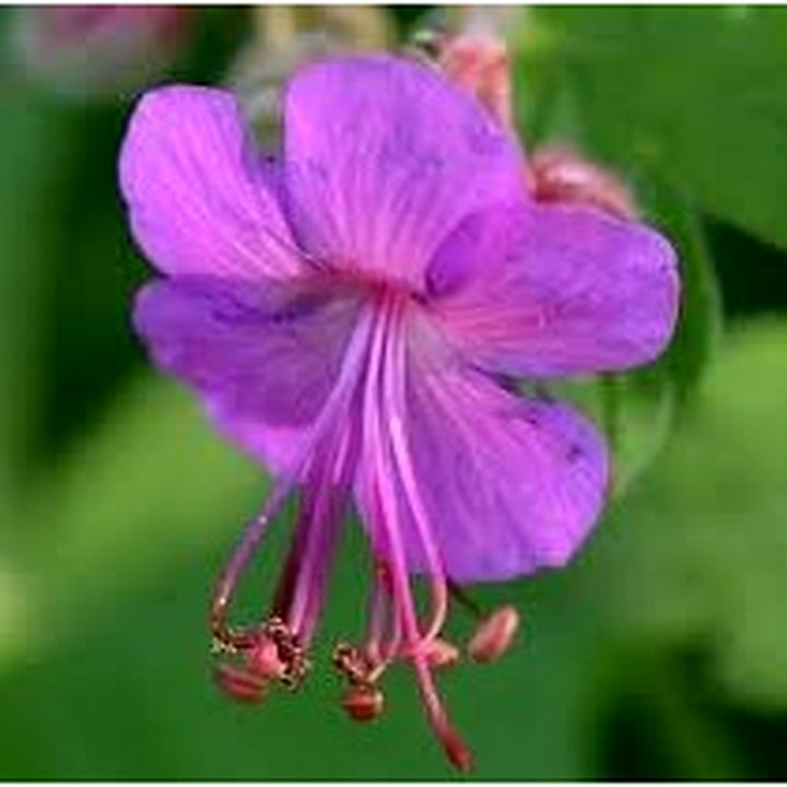 Heirloom Bevans Flower Seeds Non-GMO for Garden Planting Fragrant Hardy Blooms [neera-v5-038e1fc26ed6d8a3433b]