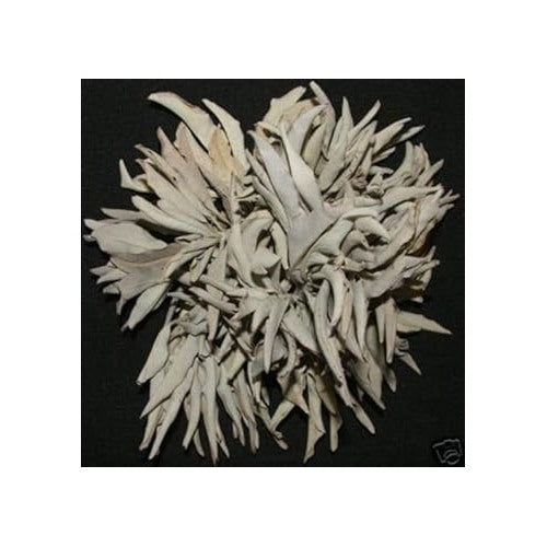 White California Sage Plant Seeds [neera-v5-038e67f1e208080bfee1]