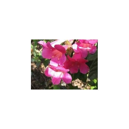 Pink Climbing Foxglove Flower Seeds for Planting [neera-v5-039290e4316a3c3303b5]