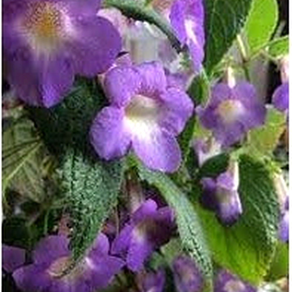 Achimenes Limoncello Flower Seeds for Planting [neera-v5-0393c0bc696a5a9fdc9a]