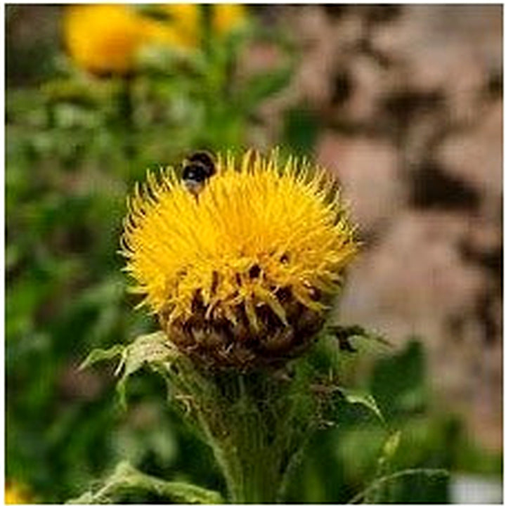 Centaurea Moschata Flower Seeds [neera-v5-0395444f47e326a40845]