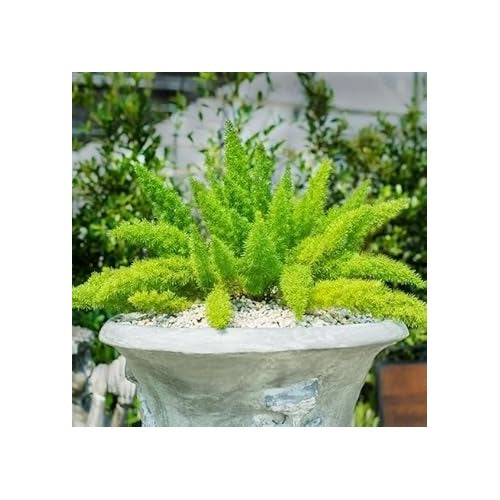 Asparagus Meyeri Seeds for Planting [neera-v5-039f567c13f5222d361e]