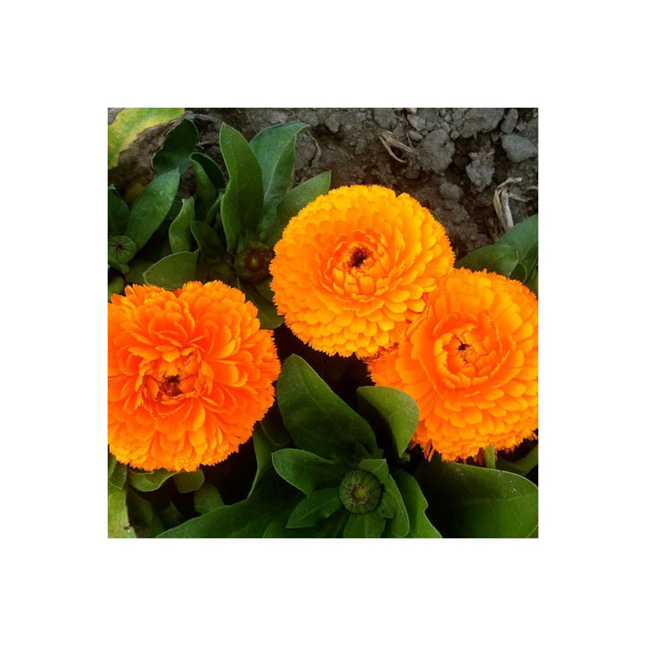 Calendula Flower Heirloom Non Gmo Medicinal And Ornamental For Planting Flower Seeds for Home [neera-v5-03b19e193735fd0a7bd3]