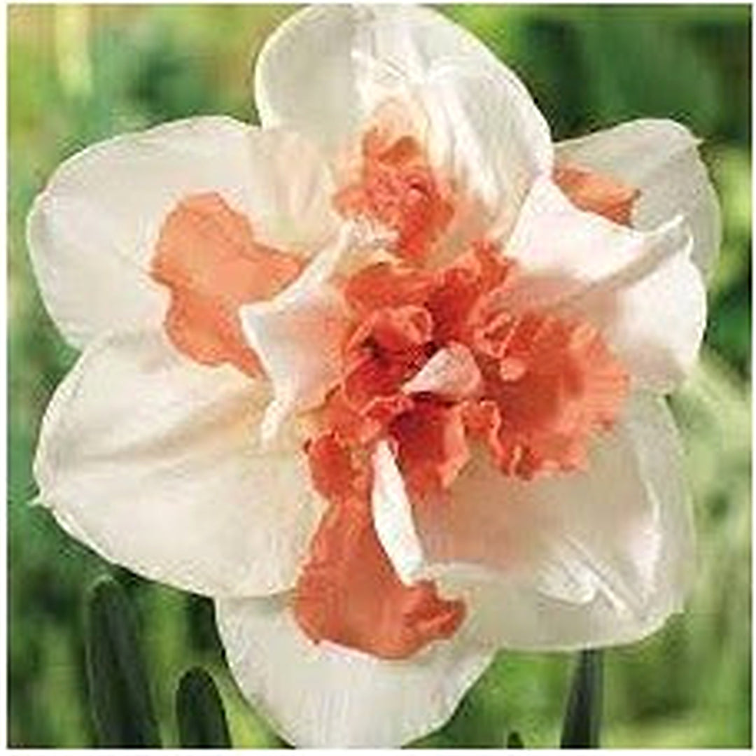 White Double Mixed Petals Narcissus Daffodil Flower Seeds [neera-v5-03c2b9b4966c4656cb0f]