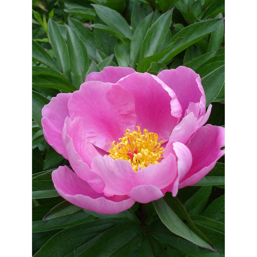 Lactiflora Flower For Planting Flower Seeds for Home Garden Planting, Landscape Organic Blooming [neera-v5-03c7370a23b6acd698f6]
