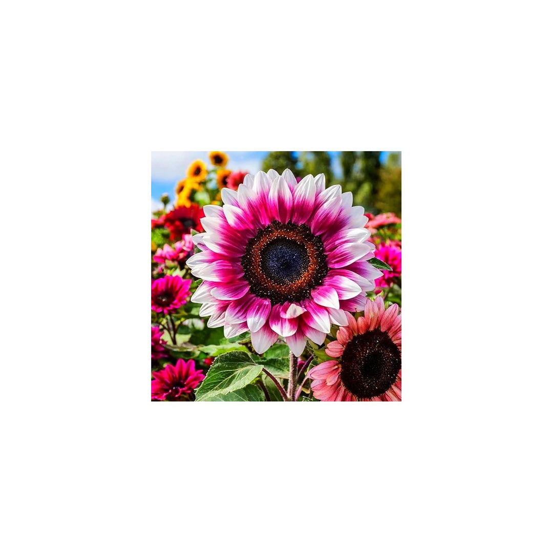 Pink White And Sunflower Flower For Planting Unique Bicolor Blooms For Your Garden Flower Seeds for [neera-v5-03d2bd29aa63db7fe607]