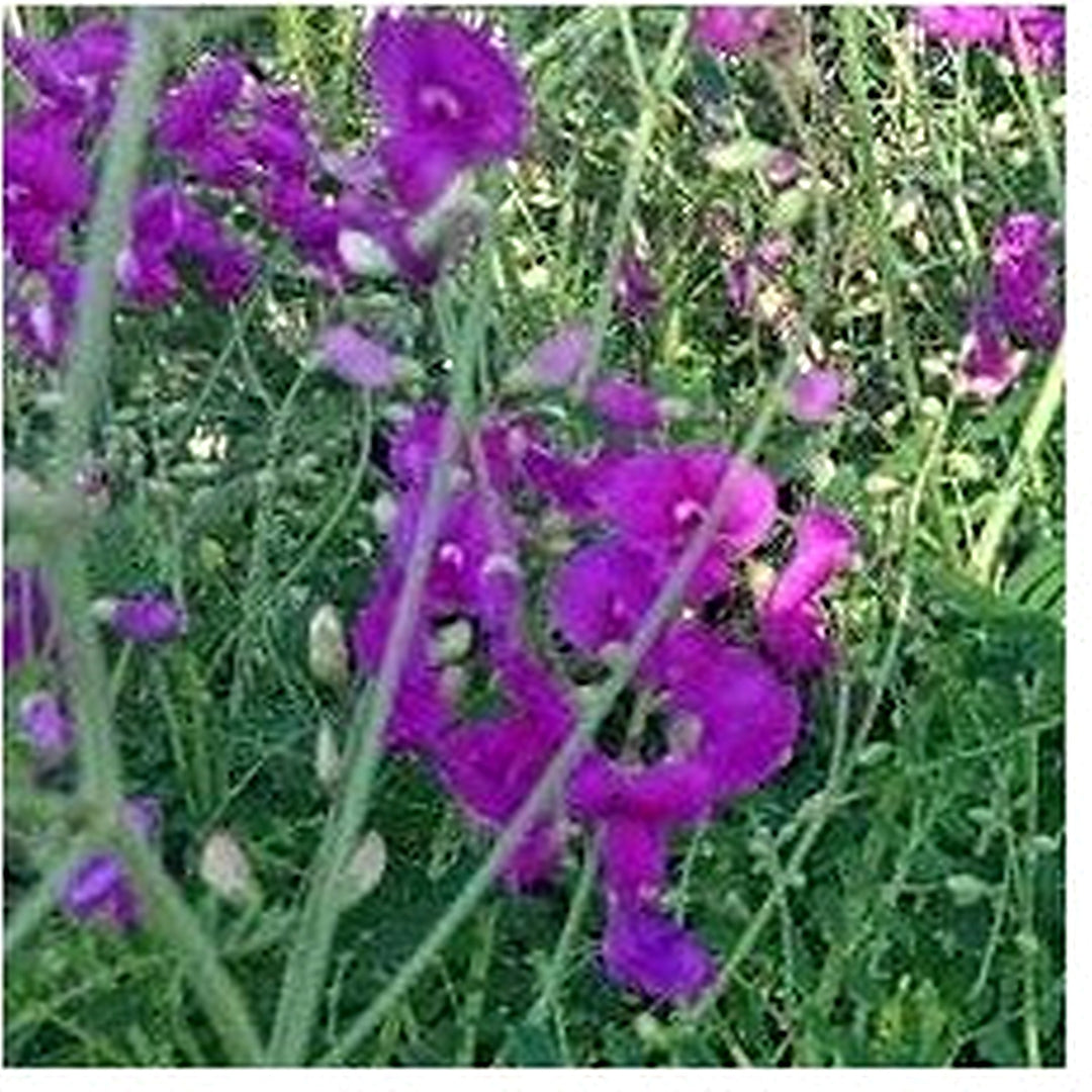 Heirloom Non-GMO Swainsonia Flower Seeds for Planting [neera-v5-03d7db92b64a5a071a93]