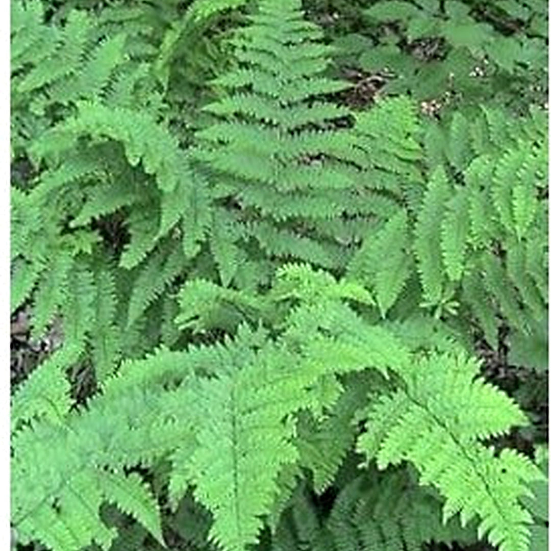 Green Fern Spore Plant Seeds for Planting [neera-v5-03eacaa5d6c460054a2c]