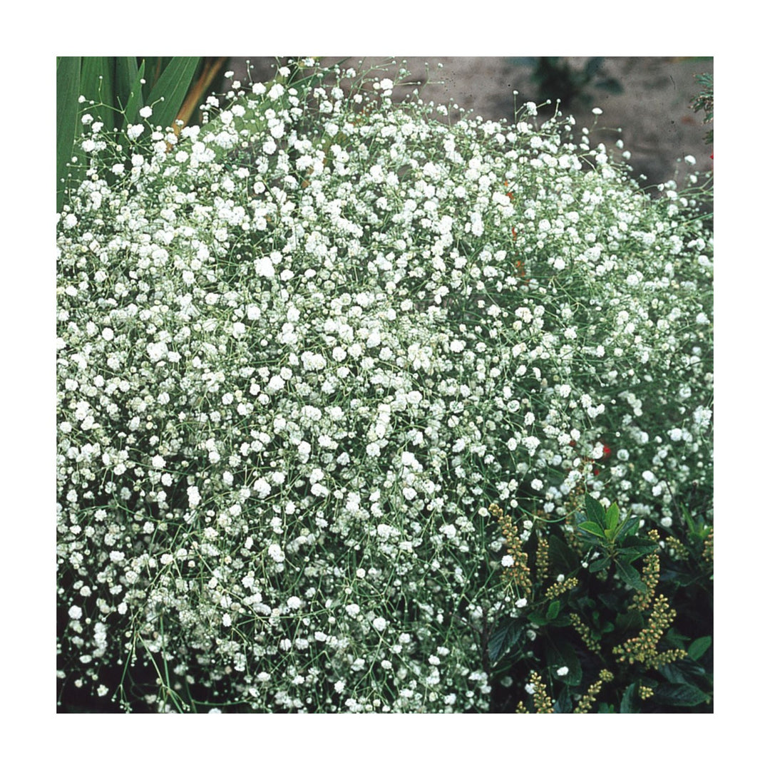 White Gyposophila Elegans Plant For Planting Flower Seeds for Home Garden Planting, Fragrant [neera-v5-0415f2c3f62cbfc3b98c]