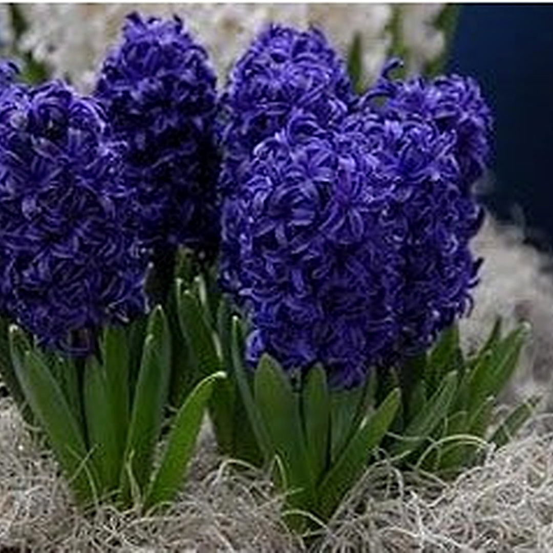Deep Blue Hyacinthus Orientalis Flower Seeds [neera-v5-0416727a02d0a1a4e8c7]