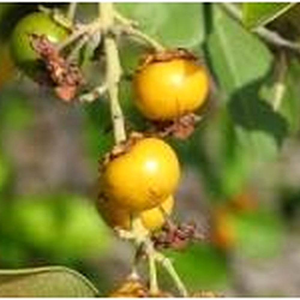 Nance Byrsonima Fruit Seeds [neera-v5-041c311ae109e73ec71a]