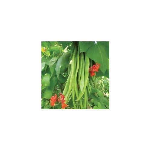 Green Runner Bean Seeds for Planting [neera-v5-041e950f3ee6280eb770]