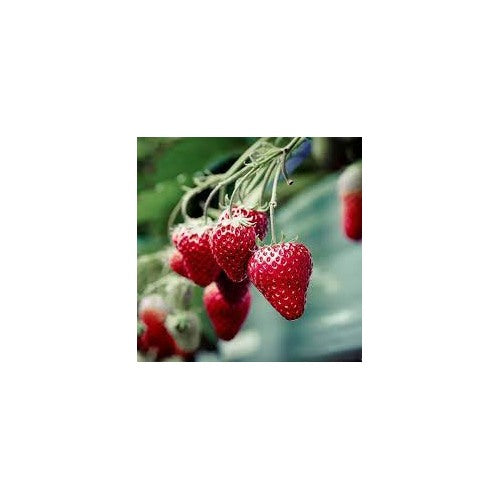 Strawberry Seascape Fruit Seeds for Planting [neera-v5-0426fa2adbfc3eccf4c8]