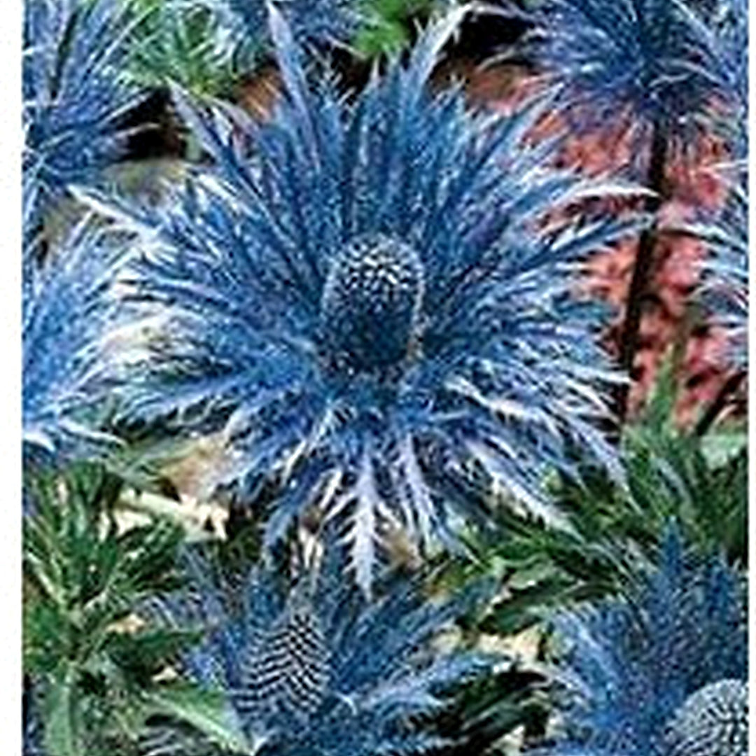 Organic Heirloom Non-GMO Sea Blue Holly Seeds for Planting [neera-v5-04278ba259abc8ca33e6]