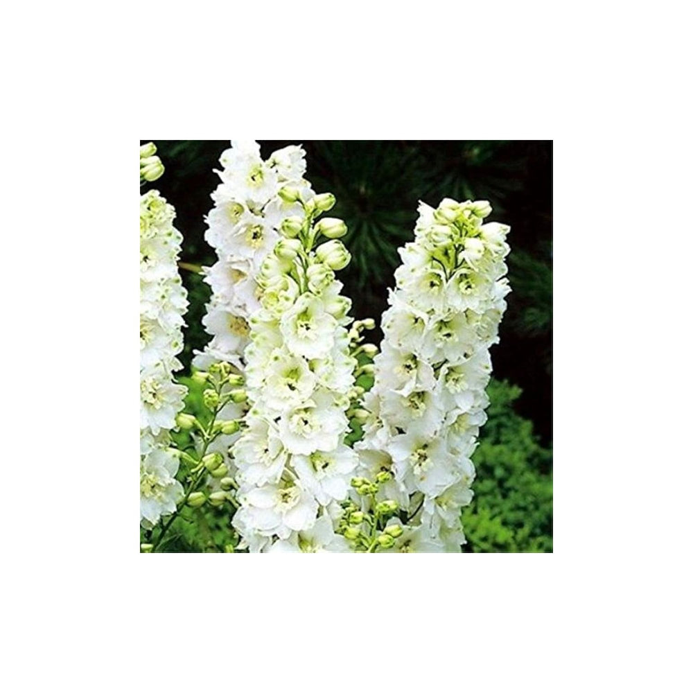 Salmon King Delphinium Flower Delphinium Elatum Tall Perennial For Cottage Gardens Flower Seeds for [neera-v5-044ec8a8ea8ea4ec295d]