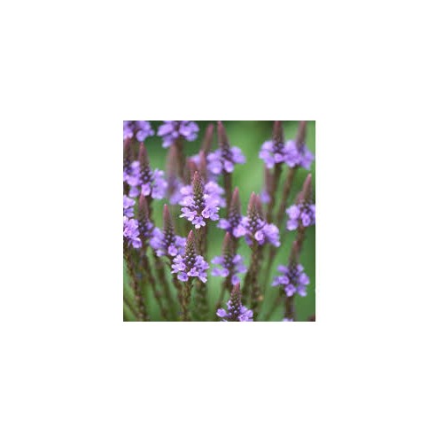 Organic Heirloom Non-GMO Blue Verbena Hastata Seeds for Planting [neera-v5-0459273768b2d192bcb6]