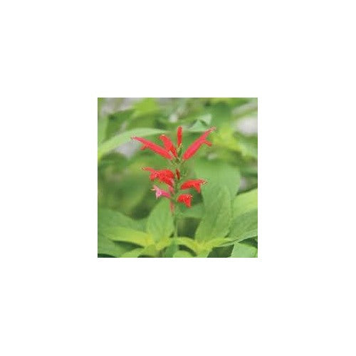 Pineapple Sage Flower Seeds for Planting [neera-v5-04599e21fee4fdaae612]