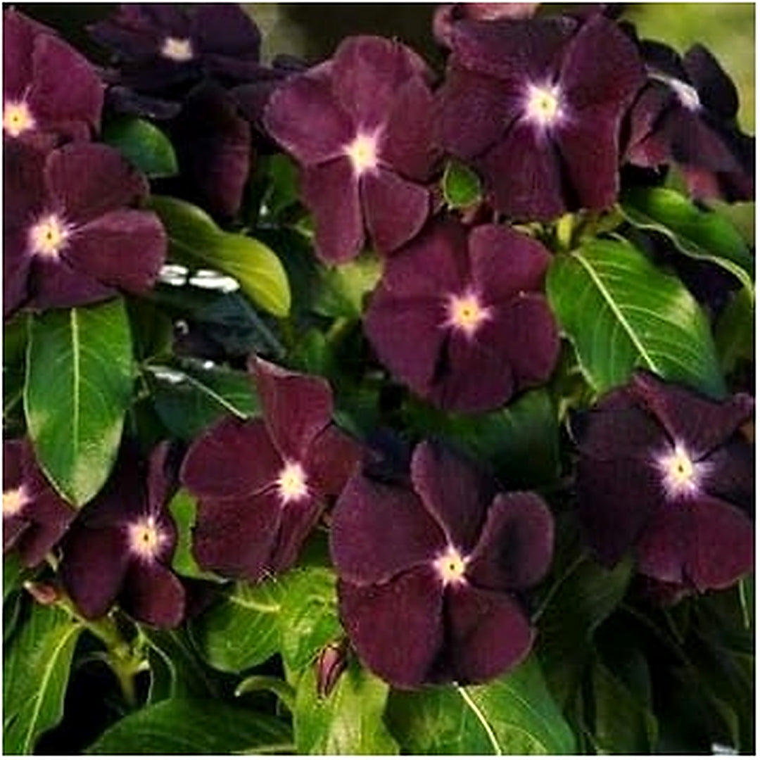 Dark Purple Periwinkle Flower Seeds for Planting [neera-v5-045b891bcf288d1b09b7]
