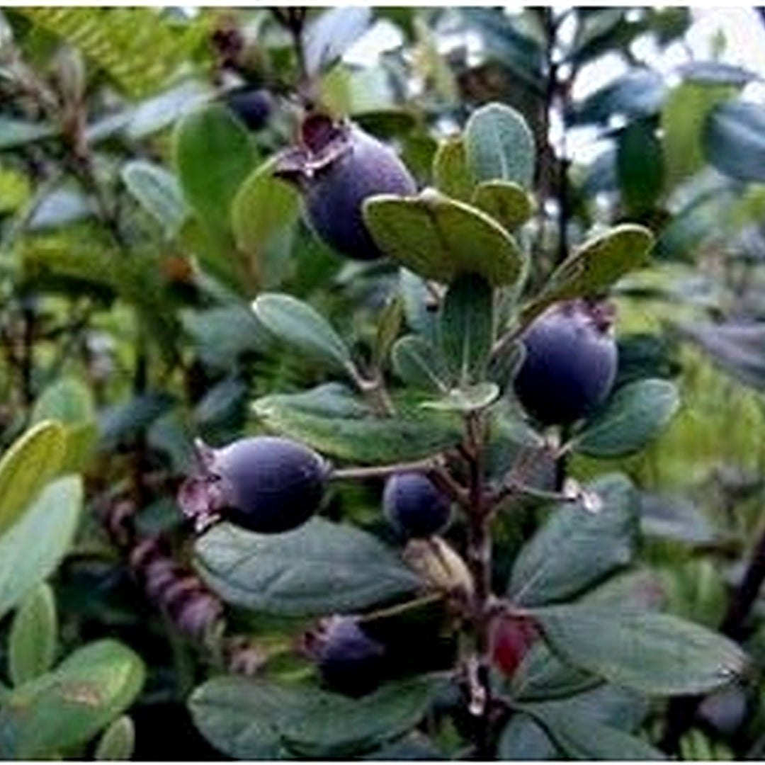 Black Myrtle Fruit Seeds 15pcs [neera-v5-0461c34b0b272574017e]
