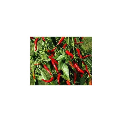 Long Red Hot Chili Pepper Vegetable Seeds for planting [neera-v5-0466716c90bdd55ac4b8]