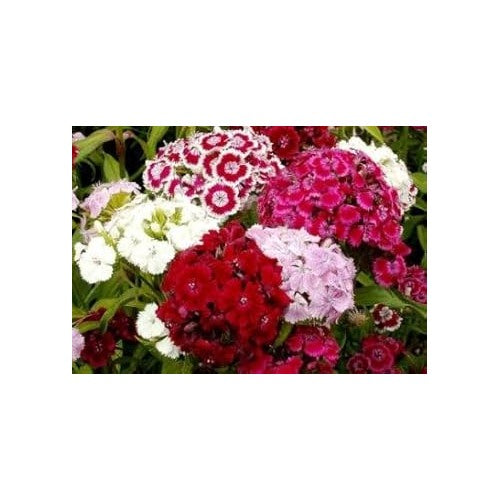Sweet William Flower Seeds for Planting [neera-v5-046fc61cef35b9cc779a]
