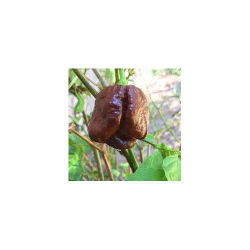 Heirloom Non-GMO Trinidad Hot Pepper Vegetable Seeds [neera-v5-04750763e220d601bc85]