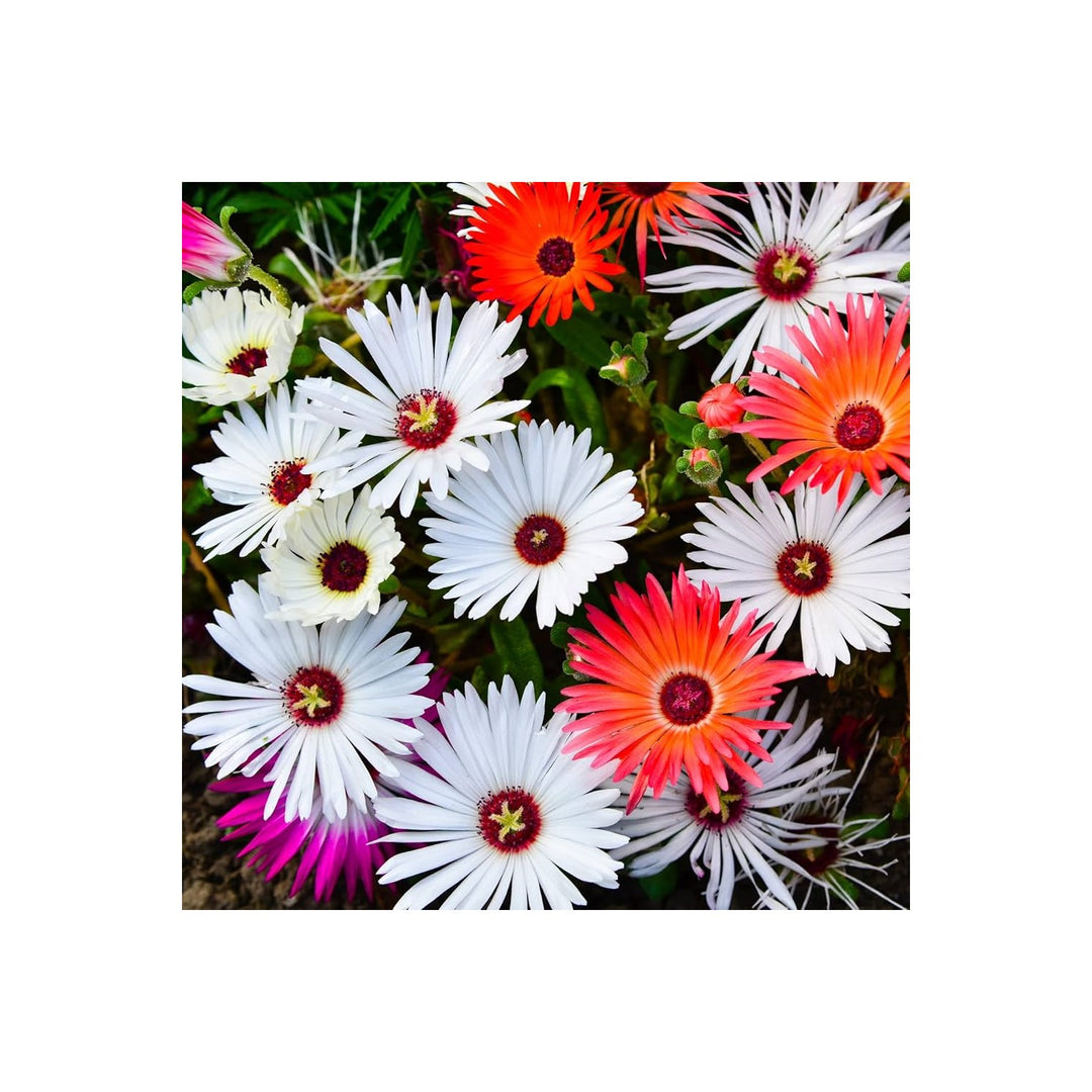 Heirloom Mesembryanthemum Flower Non Gmo Vibrant Ice Plant Blooms Drought Tolerant Garden [neera-v5-047957f3de0ae4923581]