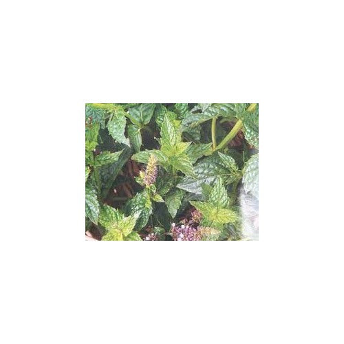 Green Spearmint Seeds [neera-v5-0484802ee30ae1c710a0]