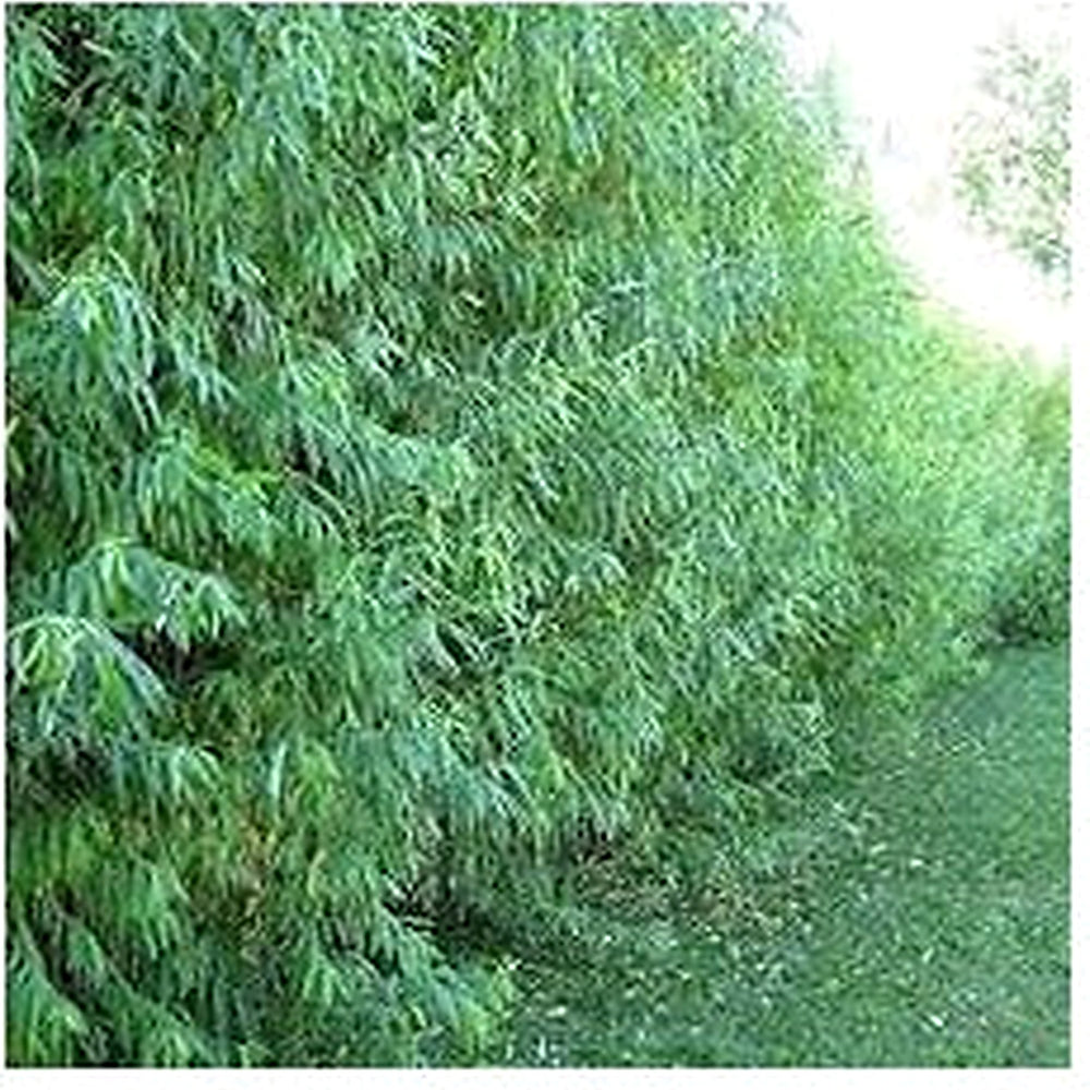 Green Corkscrew Rush Plant Seeds for Planting [neera-v5-0486689de5151f6794a8]