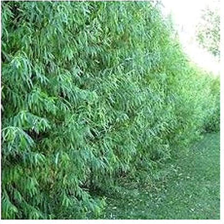Green Corkscrew Rush Plant Seeds for Planting [neera-v5-0486689de5151f6794a8]