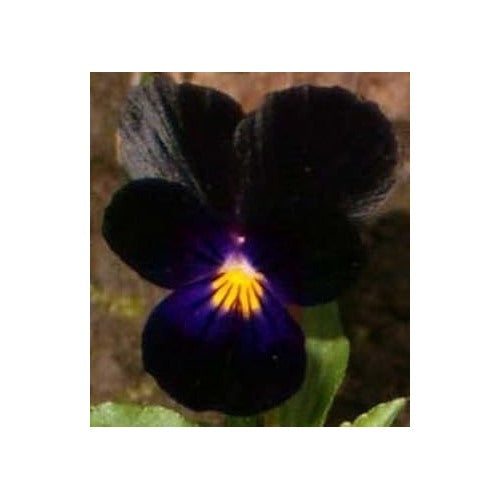 Heirloom Non-GMO Black Viola Flower Seeds for Planting [neera-v5-04888caf6fbc64bdce09]